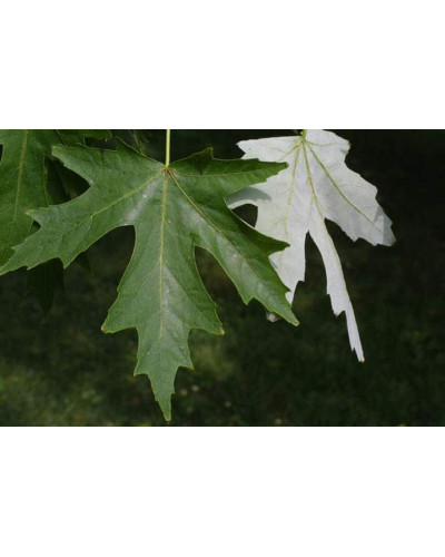 Клен сріблястий | Acer saccharinum | Клён серебристый