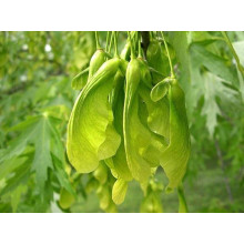 Клен сріблястий | Acer saccharinum | Клён серебристый