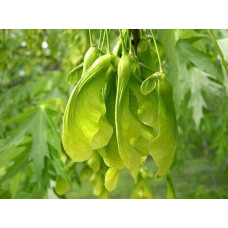 Клен сріблястий | Acer saccharinum | Клён серебристый