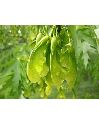 Клен сріблястий | Acer saccharinum | Клён серебристый