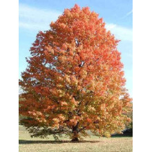 Клен сріблястий | Acer saccharinum | Клён серебристый
