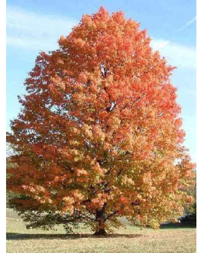 Клен сріблястий | Acer saccharinum | Клён серебристый