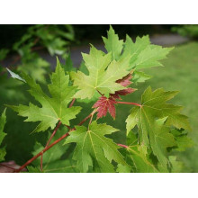 Клен сріблястий | Acer saccharinum | Клён серебристый