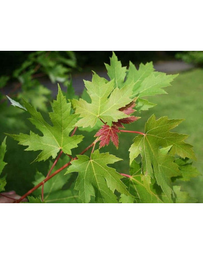 Клен сріблястий | Acer saccharinum | Клён серебристый