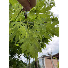 Клен сріблястий | Acer saccharinum | Клён серебристый