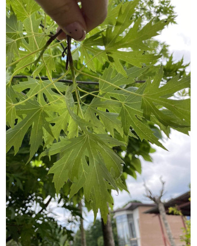 Клен сріблястий | Acer saccharinum | Клён серебристый