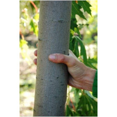 Клен сріблястий | Acer saccharinum | Клён серебристый