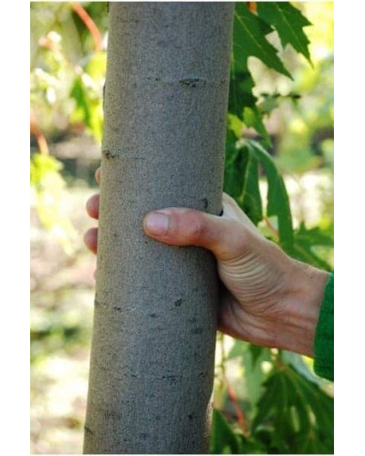 Клен сріблястий | Acer saccharinum | Клён серебристый