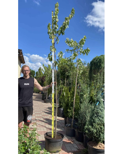 Клен сріблястий | Acer saccharinum | Клён серебристый
