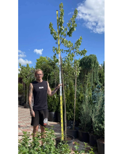 Клен сріблястий | Acer saccharinum | Клён серебристый