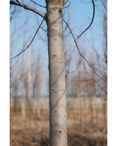 Клен сріблястий | Acer saccharinum | Клён серебристый