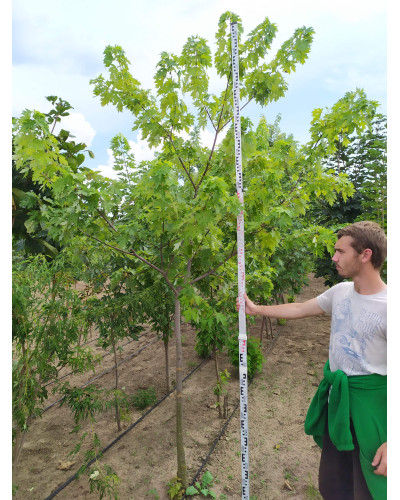 Клен сріблястий | Acer saccharinum | Клён серебристый