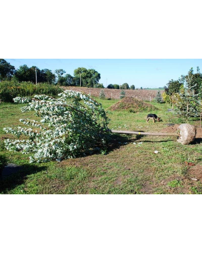 Клен сріблястий | Acer saccharinum | Клён серебристый
