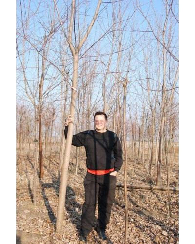 Клен сріблястий | Acer saccharinum | Клён серебристый