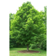 Клен цукровий | Acer saccharum | Клён сахарный