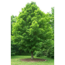 Клен цукровий | Acer saccharum | Клён сахарный