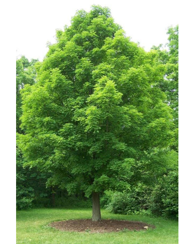 Клен цукровий | Acer saccharum | Клён сахарный
