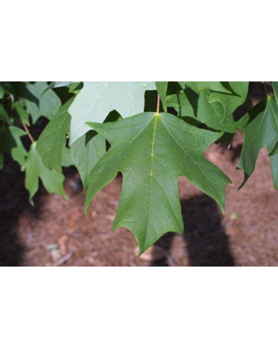 Клен цукровий | Acer saccharum | Клён сахарный