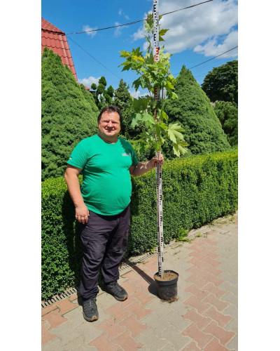 Клен цукровий | Acer saccharum | Клён сахарный