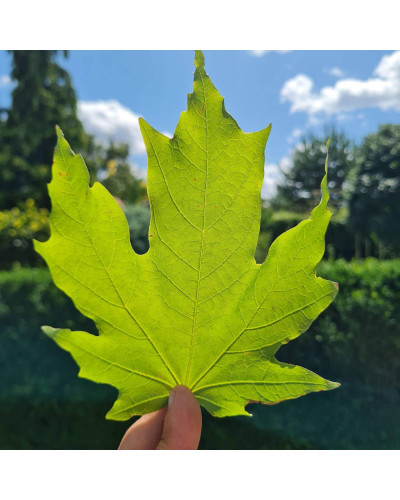 Клен цукровий | Acer saccharum | Клён сахарный