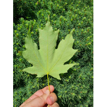 Клен цукровий | Acer saccharum | Клён сахарный