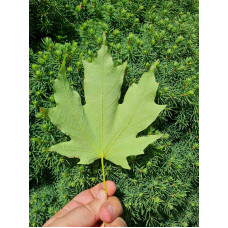 Клен цукровий | Acer saccharum | Клён сахарный