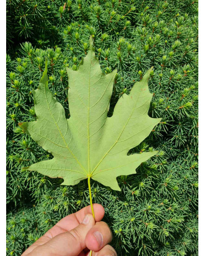 Клен цукровий | Acer saccharum | Клён сахарный