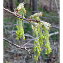 Клен цукровий | Acer saccharum | Клён сахарный