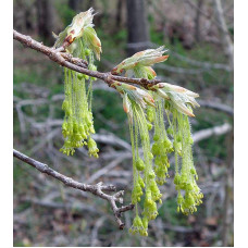 Клен цукровий | Acer saccharum | Клён сахарный