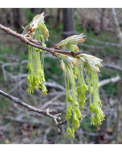 Клен цукровий | Acer saccharum | Клён сахарный