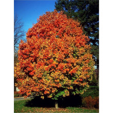 Клен цукровий | Acer saccharum | Клён сахарный