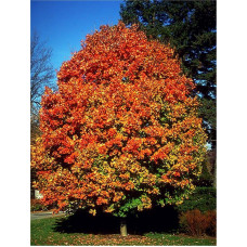 Клен цукровий | Acer saccharum | Клён сахарный
