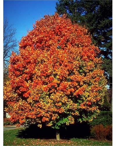 Клен цукровий | Acer saccharum | Клён сахарный