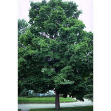 Клен цукровий | Acer saccharum | Клён сахарный