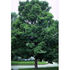 Клен цукровий | Acer saccharum | Клён сахарный