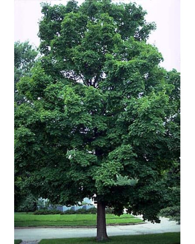Клен цукровий | Acer saccharum | Клён сахарный