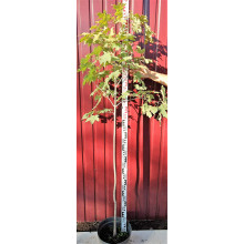 Клен цукровий | Acer saccharum | Клён сахарный