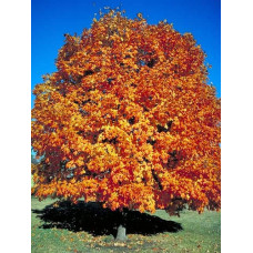 Клен цукровий | Acer saccharum | Клён сахарный