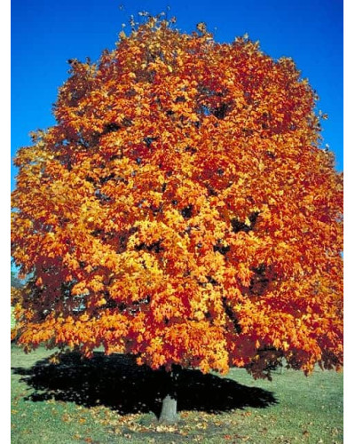 Клен цукровий | Acer saccharum | Клён сахарный