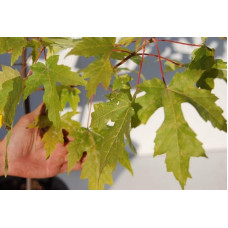 Клен цукровий | Acer saccharum | Клён сахарный