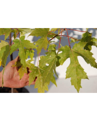 Клен цукровий | Acer saccharum | Клён сахарный