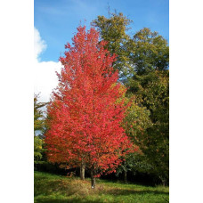 Клен червоний | Acer rubrum | Клён красный