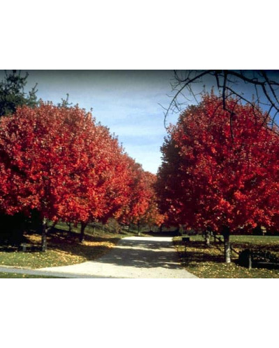 Клен червоний | Acer rubrum | Клён красный