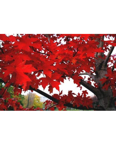 Клен червоний | Acer rubrum | Клён красный