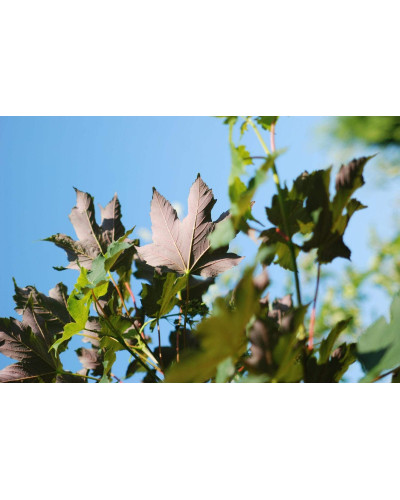 Клен червоний | Acer rubrum | Клён красный