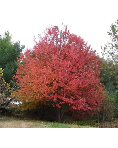 Клен червоний | Acer rubrum | Клён красный