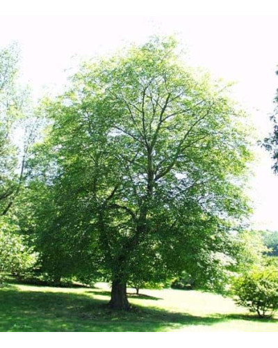 Клен червоний | Acer rubrum | Клён красный