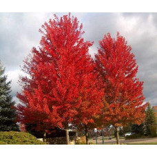 Клен червоний | Acer rubrum | Клён красный