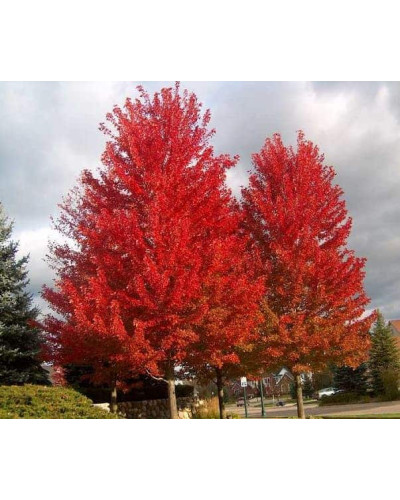 Клен червоний | Acer rubrum | Клён красный