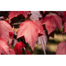 Клен червоний | Acer rubrum | Клён красный